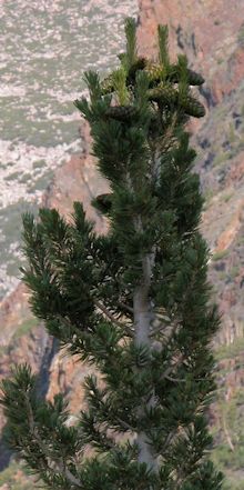 Limber Pine