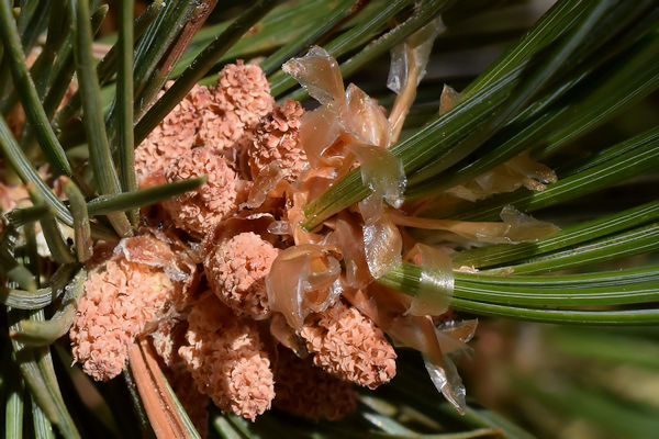 Pollen cones