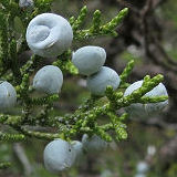 Western Juniper