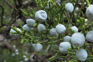 Western Juniper