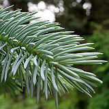 Blue Spruce