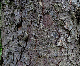 Bark