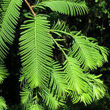 Dawn Redwood