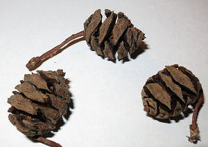 Cones