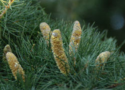 Pollen Cones