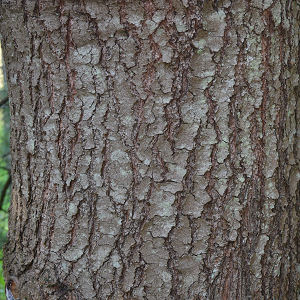 Bark