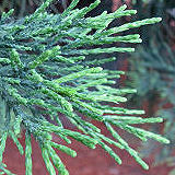 Giant Sequoia