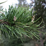 Jack Pine