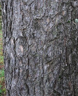 Bark