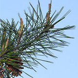 Japanese Red Pine