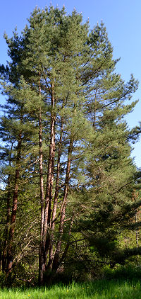 Japanese Red Pine