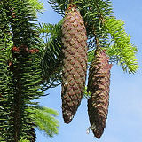 Norway Spruce