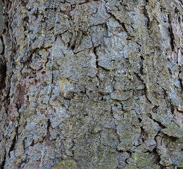 Bark