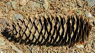 Seed cone