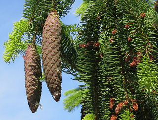 Seed & Pollen cones