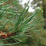 Scots Pine