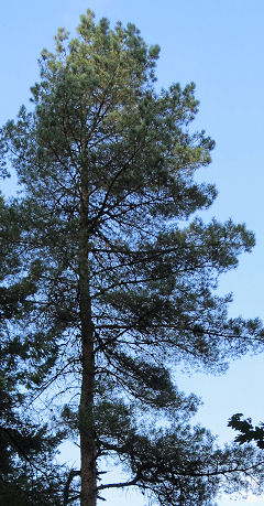 Scots Pine