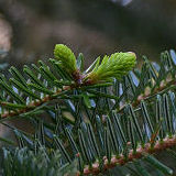 Spanish Fir