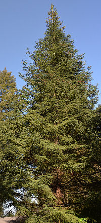 Spanish Fir