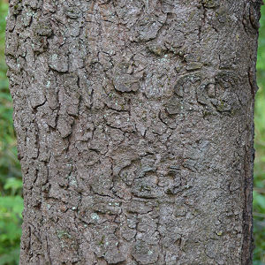 Bark