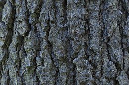 Bark
