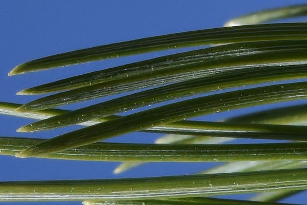 Needles