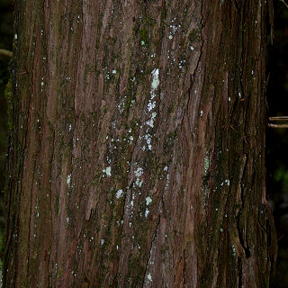 Bark