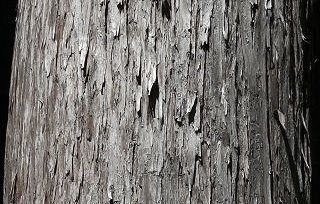 Bark