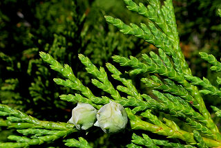 Alaska Cedar