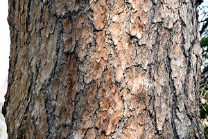 Bark