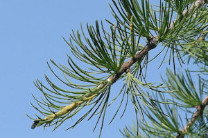 Twig