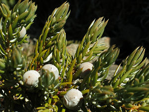 Cones