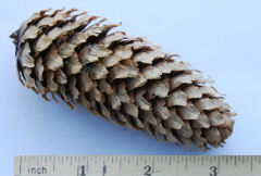 Englemann Sprucd