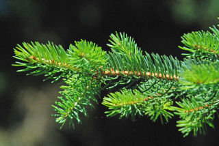 Twig