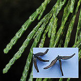 Incense Cedar