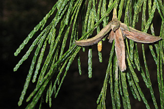 Twig