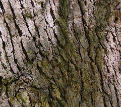 Bark