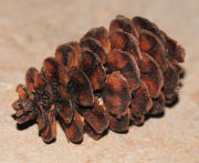 Mountain Hemlock