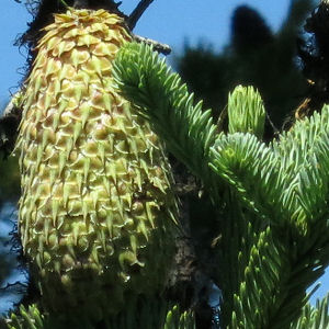 Noble Fir