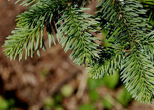 Twig