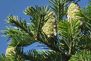 Cones