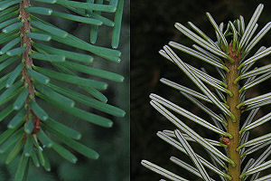 Twig bottom
