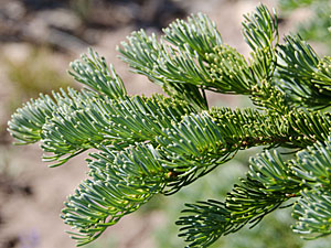 Twig