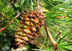 Western Larch