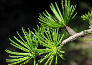 Twig