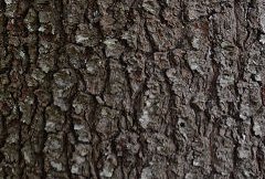 Bark