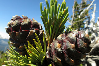 Whitebark Pine