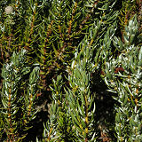 Common Juniper
