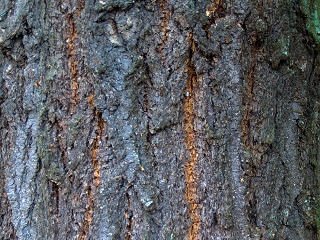 Bark