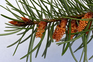 Pollen cones